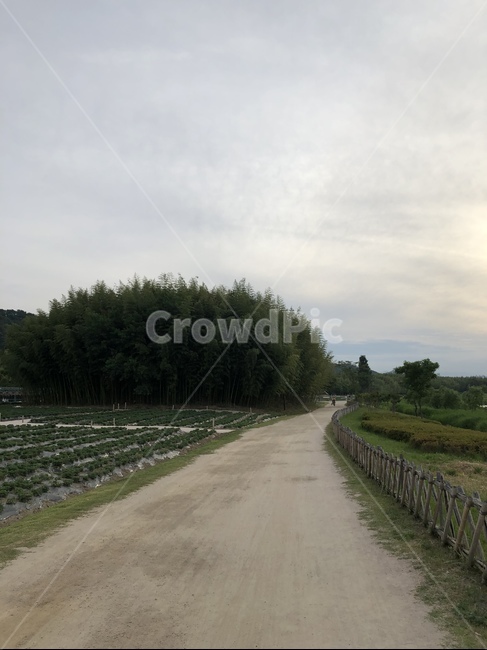 산책,공원,대나무,풍경,흐린날,혼자,산책길,숲길