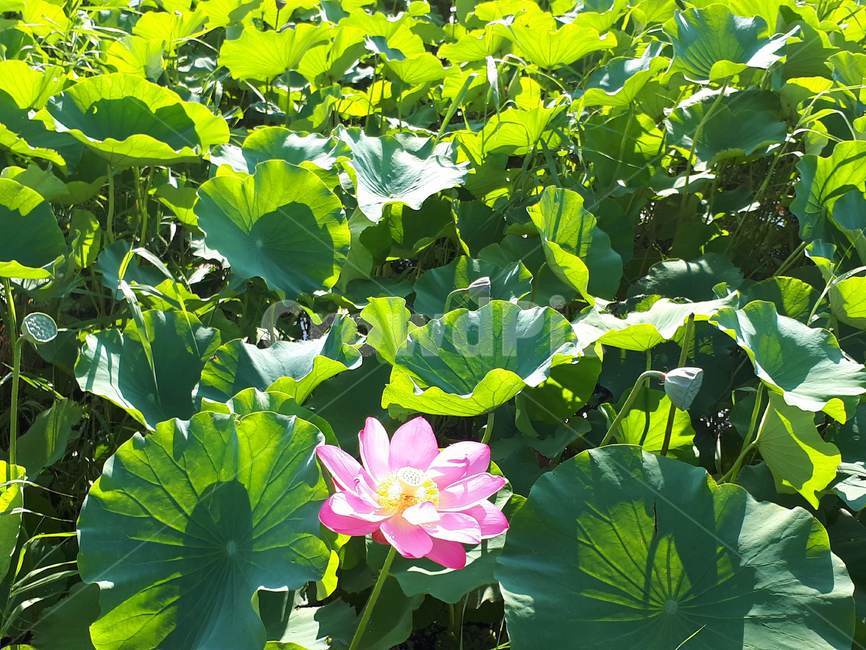 연꽃,연꽃공원,예쁜연꽃,푸릇푸릇,연잎,식물,자연,plants,nature,꽃,flower