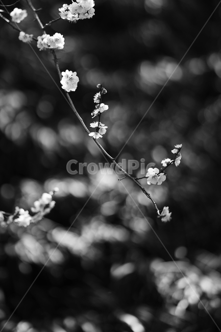 광양,매화,봄,꽃,식물,flower,봄,계절,spring,season,흑백,모노톤,monochrome,black and white