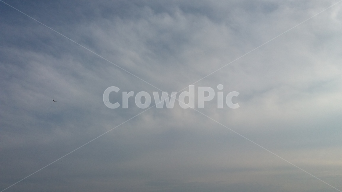 하늘,구름,sky,cloud,갈매기,bird