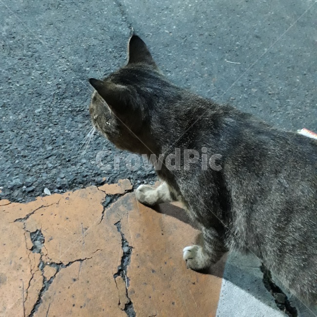 고양이,길고양이,길냥이,냥이,검은고양이,동물,animal,포유류,mammal,고양이,cat,kitten,kitty