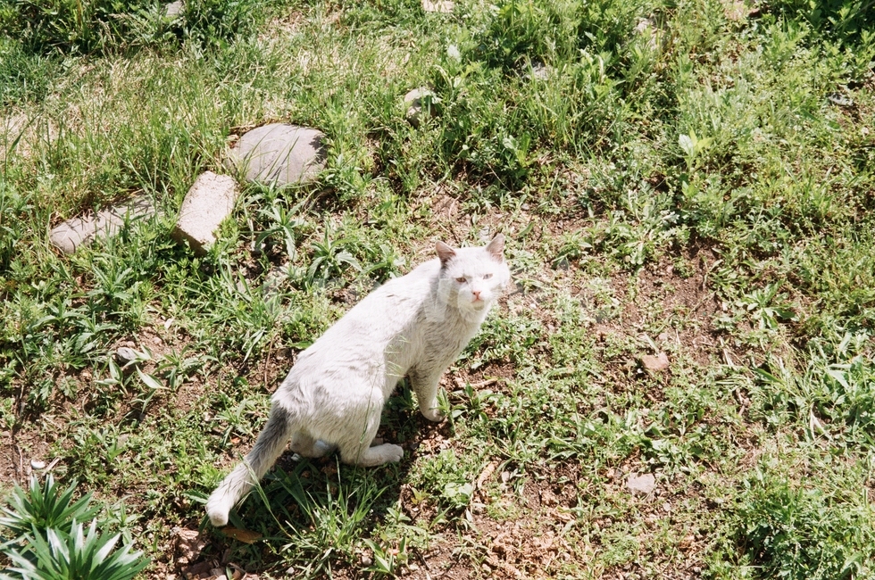 고양이,길고양이,흰고양이,길냥이,하얀고양이,동물,animal,포유류,mammal,고양이,cat,kitten,kitty