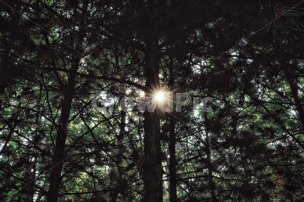 빛,나무,자연,역광,태양,감성,forest,nature,초록,숲,light,sun,pine,tree,소나무,자연,풍경,nature,landscape,flare,플레어