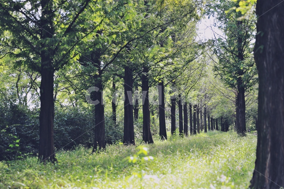 산책로,나무,숲속,자연,nature,trail,wood,tree,green,메타세콰이어,자연,풍경,nature,landscape,vegetation,초목,plant,식물,forest,숲,woodland,삼림지,land,땅,outdoors,옥외,grove,작은 숲,field,들,grassland,목초지