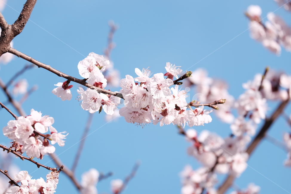 벚꽃,봄꽃,cherryblossom,flower,spring,봄하늘,하늘,봄,계절,spring,season,식물,자연,plants,nature,꽃,flower,plant