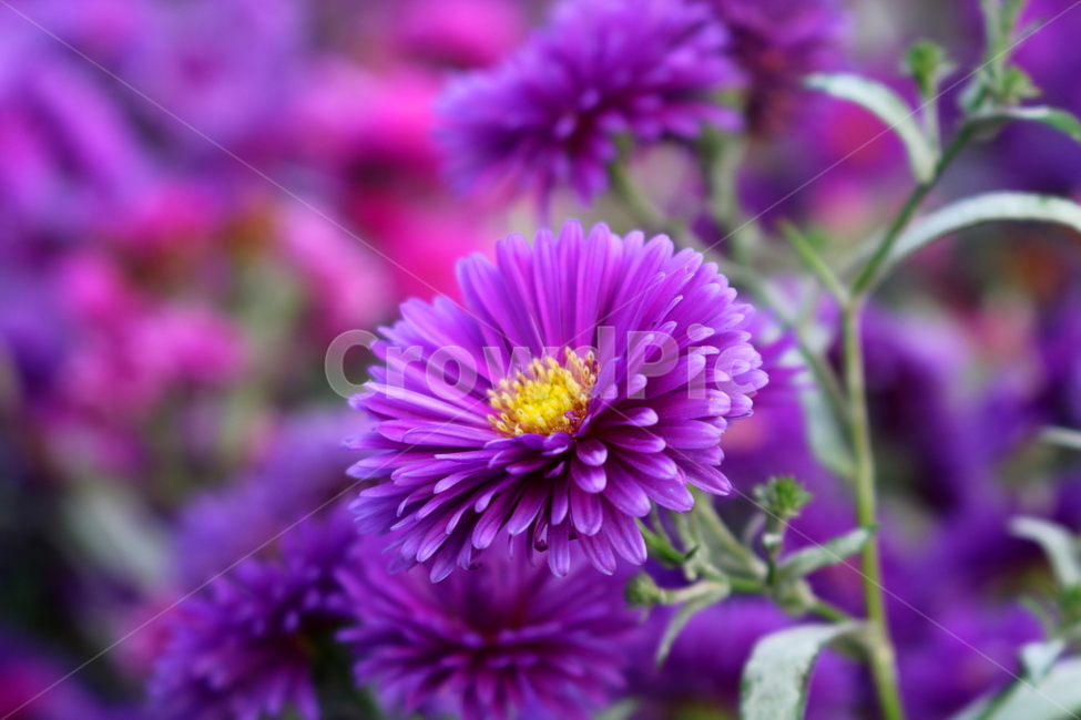 꽃,국화,국화꽃,식물,자연,소국화,야생화,식물,자연,plants,nature,꽃,flower
