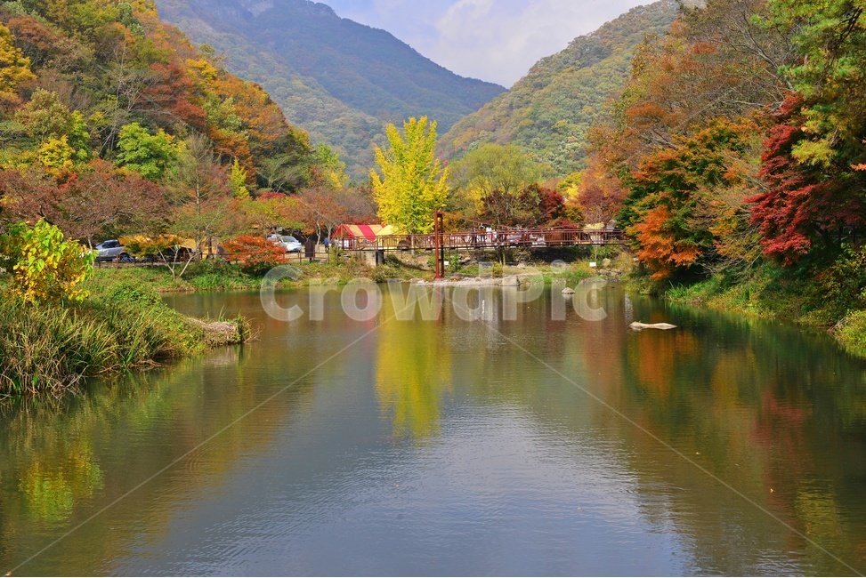 장성,백양사,백암산,추색,백양사가을,가을,계절,추경,단풍,연못,반영,단풍잎,만추,plant,식물,tree,나무,nature,자연,water,물,outdoors,옥외,은행나무,다리
