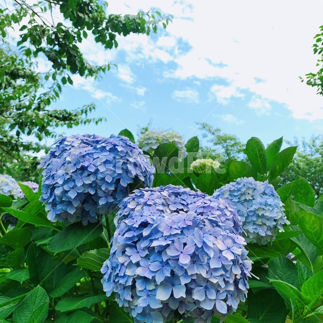 수국,꽃,하늘,봄,수목원