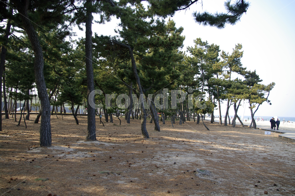 소나무,식물,자연,나무,plant,tree