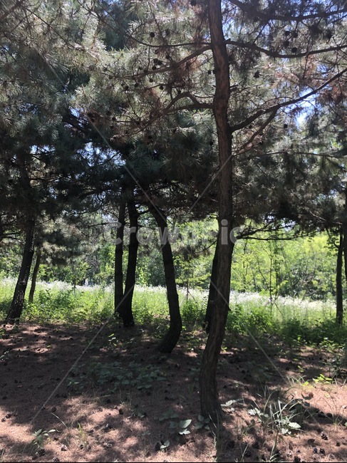 소나무,길,숲,풍경,나무,tree,forest,summer