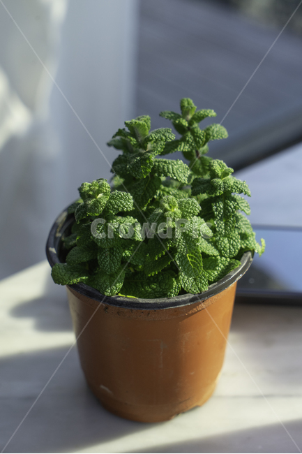 애플민트,화분,허브,풀,식물,식용허브,applemint,mentha,plant