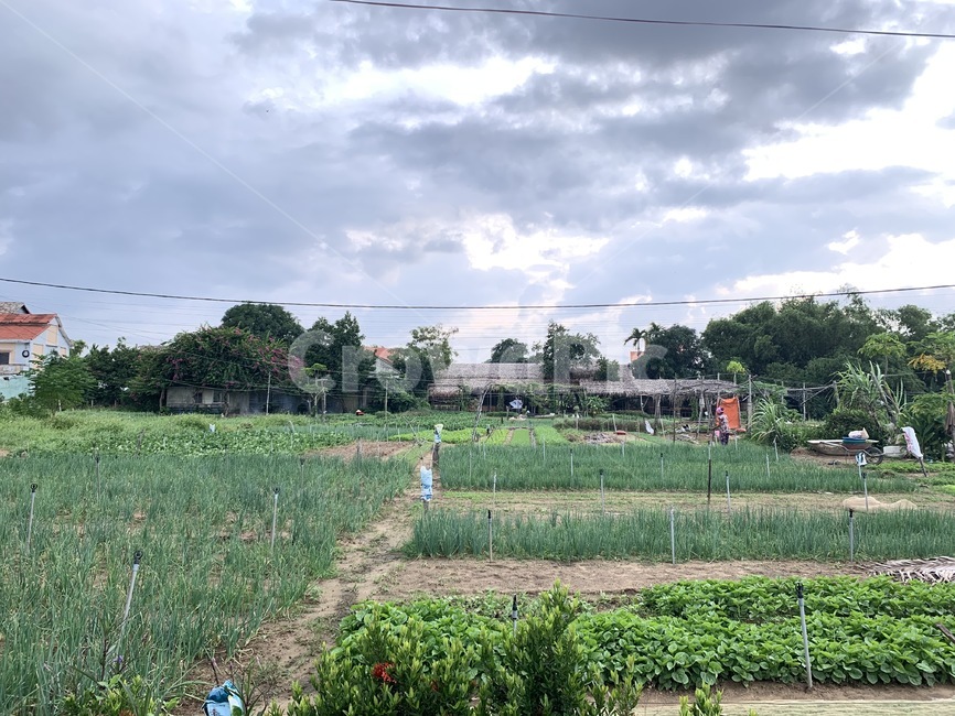 outdoors,옥외,nature,자연,countryside,farm,농장,rural,농촌,농업,농사,agriculture,farming,farming industry