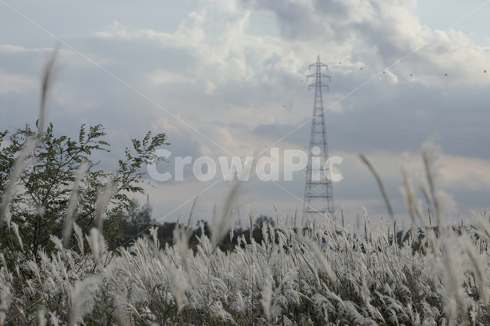 갈대,가을,억새,억새밭,갈대밭,억새군락지,silvergrassfield,fall,식물,reed,silvergrass,fieldofreeds,nature,자연,가을,계절,fall,autumn,season,식물,자연,plants,nature,ice,빙,outdoors,옥외