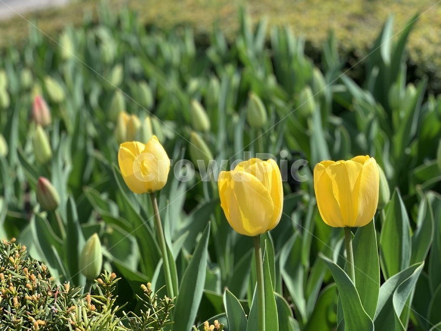 식물,겨울,튤립,꽃,flower,plant,식물,자연,plants,nature,꽃,flower