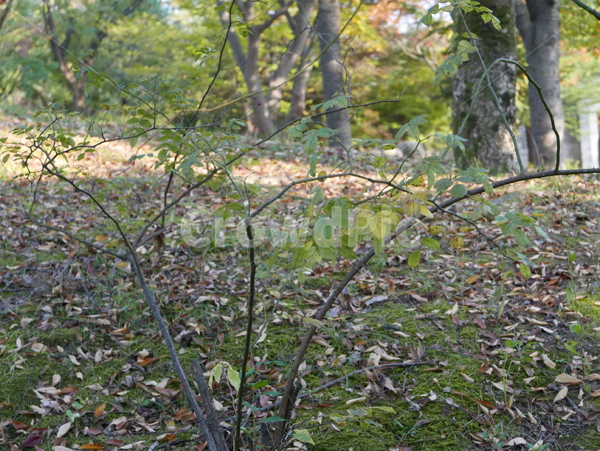 tree,나무,plant,식물,나뭇가지,낙엽,식물,자연,plants,nature