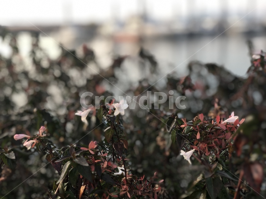 plant,식물,leaf,잎,꽃,가을,백화등