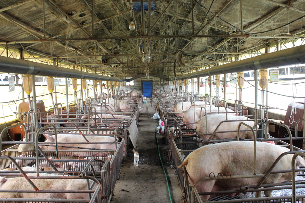 animal,동물,돼지,pig,돈사,동물,animal,포유류,mammal