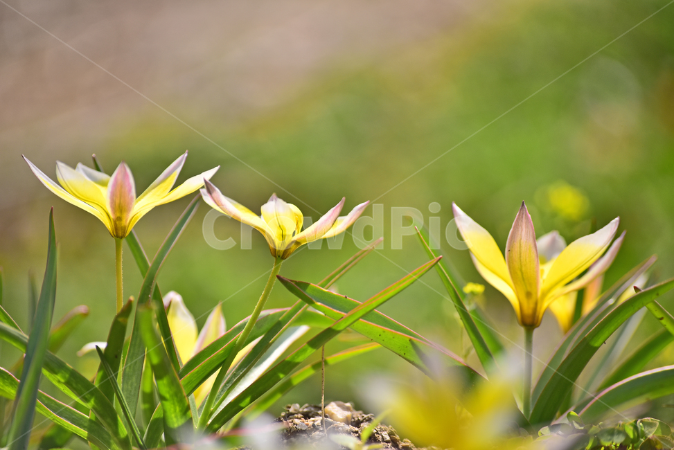 꽃,원예종,정원,화단,봄꽃,야외,옥외,아웃도어,springflowers,구근식물,노랑색,blossom,flowers,plant,식물,화초,시즌,계절,접사,마크로,근접촬영,클로즈업