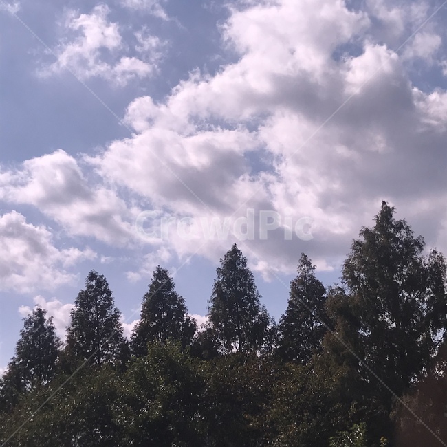 하늘,나무,구름,푸른,자연,자연,풍경,nature,landscape,tree,plant,식물,fir,전나무