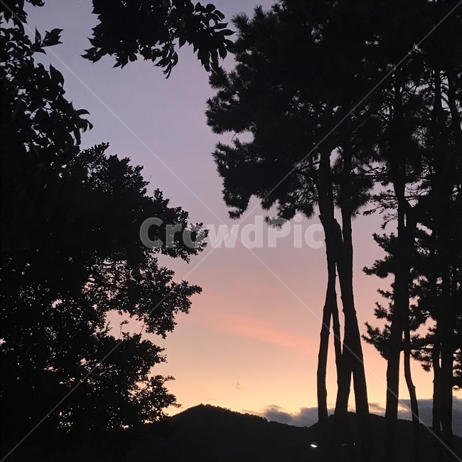 tree,plant,silhouette,nature,outdoors,나무,식물,실루엣,옥외,그라데이션,노을,sunset,가을,저녁,자연,야외,풍경,실루엣,그림자,silhouette,shadow