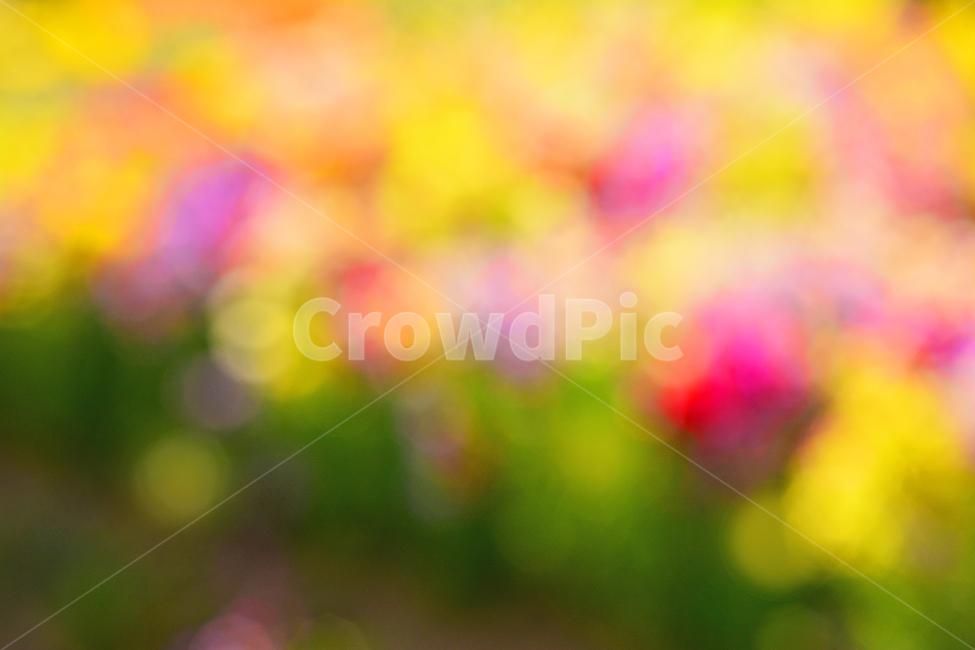 봄,색감,감성,분위기,느낌,벡그라운드,emotion,feeling,sensible,칼라풀,색상,화려한,colorful,season,시즌,계절,보케,빛망울,몽환적,그라데이션,gradation,art,번짐,혼색,다양한,노랑,빨강,핑크,분홍,그린,녹색,봄배경,background,바탕,배경