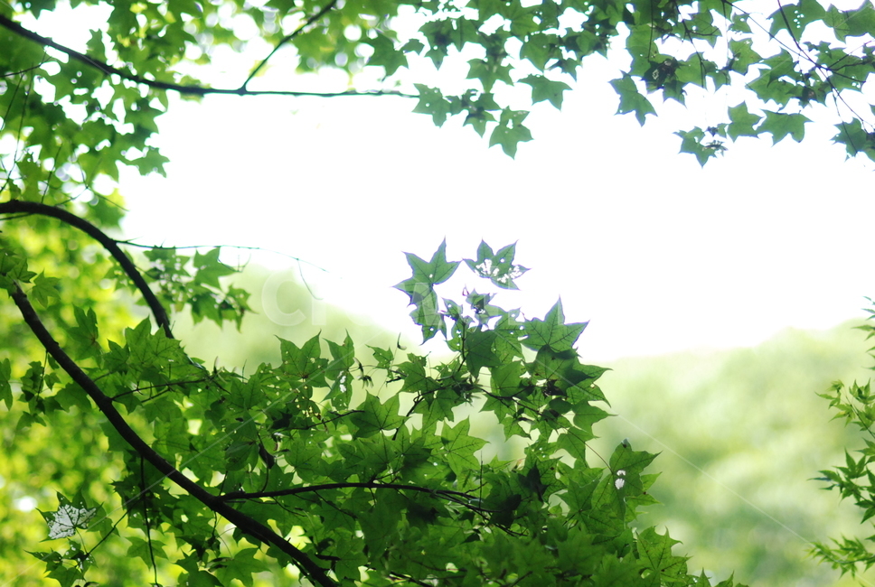 초록,잎,plant,단풍,식물,식물,자연,plants,nature