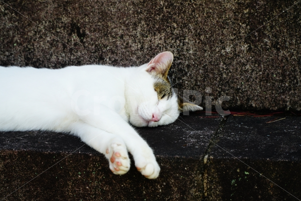 고양이,길고양이,도둑고양이,동물,cat,animal,반려동물,애완동물,애완묘,반려묘,pet,낮잠,편한,편하다,무사태평,천하태평,휴식,여유,잉여,일상,감성,재밌는,재미있는,재미있다,표정,얼굴,감성사진,힐링,힐링사진,귀여운,궈여워,귀엽다,일본,일본고양이,흰고양이,japan,포유류,동물,animal,포유류,mammal,고양이,cat,kitten,kitty