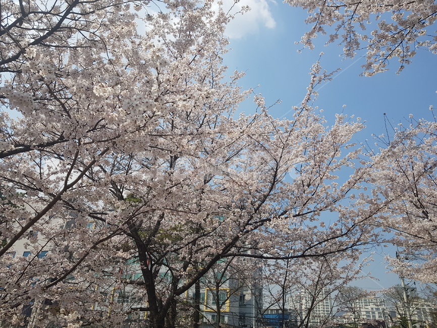 벚꽃,봄,사쿠라,벚꽃나무,하늘