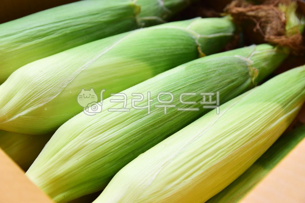 raw corn,corn,Chodang Corn,skin,box,Box,cone,food,grains,One box,corner,white corn,corn husk,Food Ingredients,ingredients,one box,box cut,grain