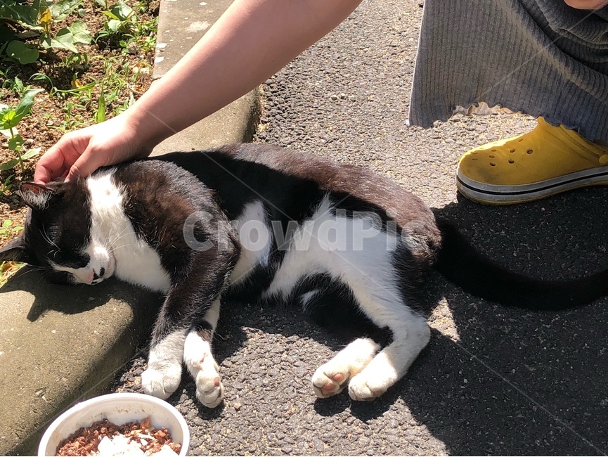 길고양이,누워있는고양이,턱시도고양이,캣맘,행복한고양이,동물,animal,포유류,mammal,고양이,cat,kitten,kitty