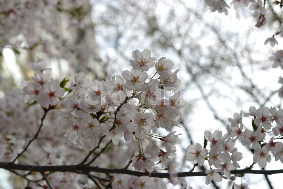 벚꽃,꽃,봄,spring,cherryblossoms