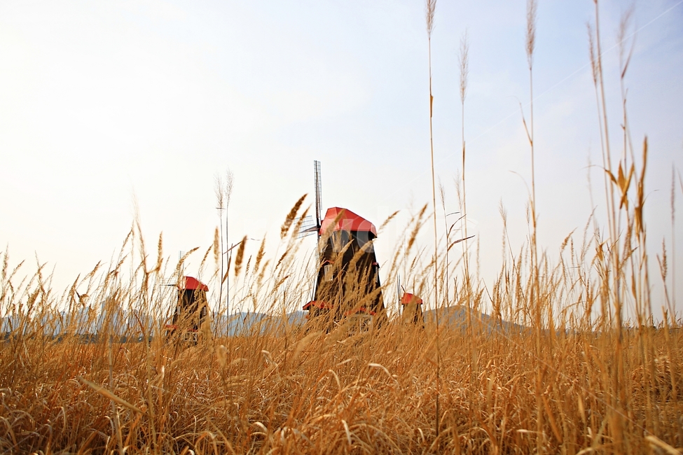 풍차,갈대,자연,배경,풍경,바람개비,자연,풍경,nature,landscape,grass,잔디,plant,식물,lawn,reed