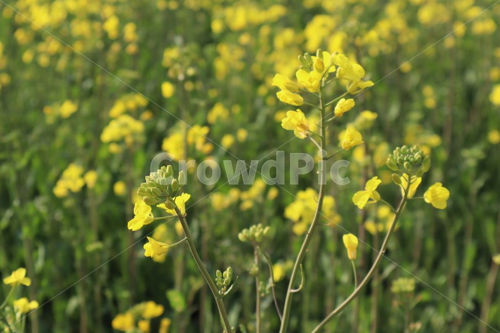 유채꽃,유채꽃밭,봄,맑음,자연,힐링,식물,plant,꽃,flower,노랑