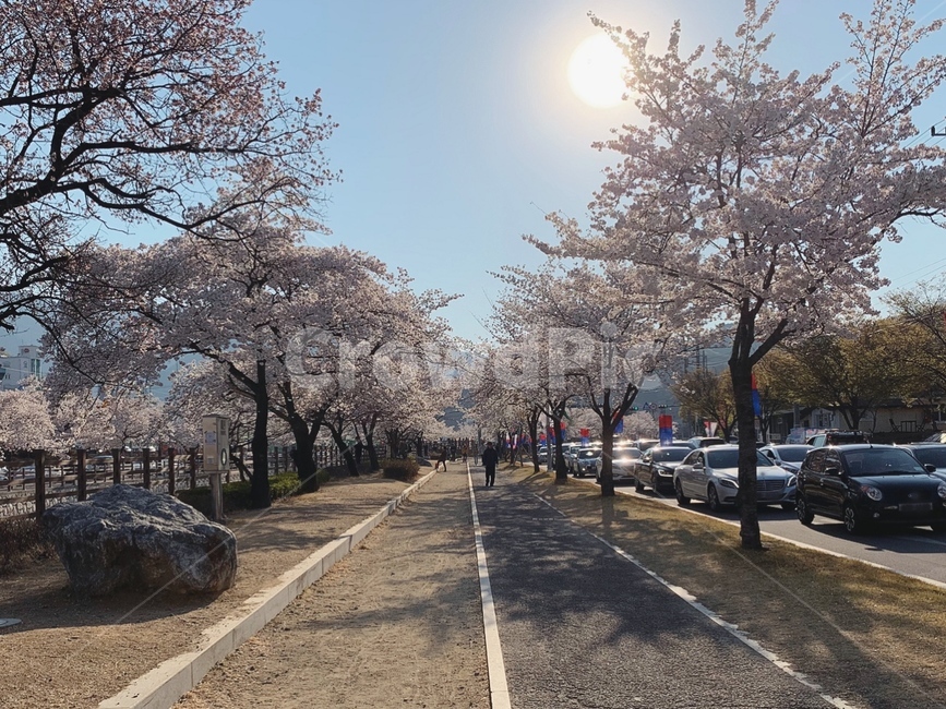벚꽃시즌,벚꽃나무,감성,배경,봄풍경,풍경,벚꽃,꽃놀이,감성사진,spring,cherryblossom
