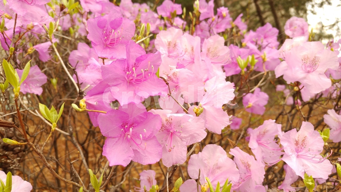 진달래,철쭉,분홍,꽃,봄꽃,나무꽃,식물,flower,가지,분홍색꽃