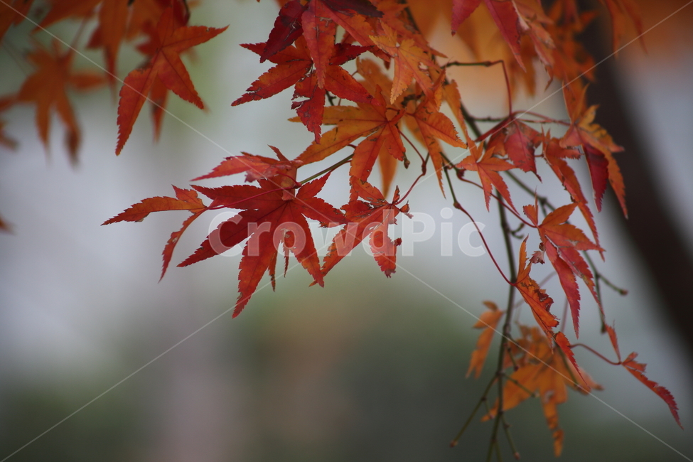 단풍,단풍나무,엽록소,가을,redleaves,가을,계절,fall,autumn,season,식물,자연,plants,nature,plant,leaf,잎,tree,나무,maple