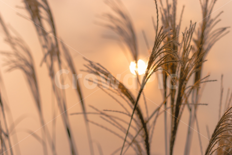 가을,일몰,억새,해,태양,sun,계절,풍경,가을,계절,fall,autumn,season,식물,자연,plants,nature,감성,sensible,feeling,plant,grass,잔디