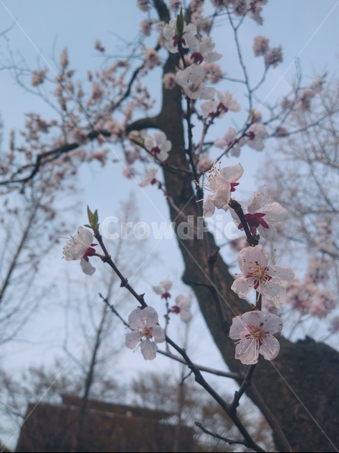 식물,꽃,자연,나무,plant,flower,blossom