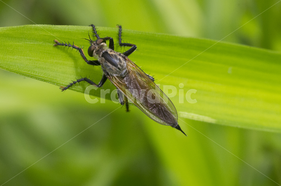 파리매,파리매암컷,곤충,벌레,여름,가을곤충,여름곤충,곤충,벌레,insect,bug