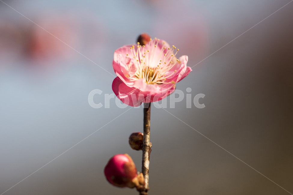 매화,매화꽃,매화나무,봄,봄꽃,꽃,홍매화,봄,계절,spring,season,식물,자연,plants,nature,꽃,flower,plant