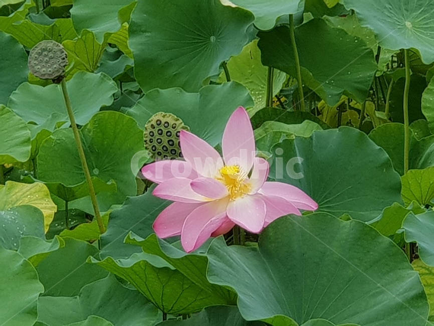연꽃,꽃,수련,식물,lotusblossom,flower,연,수초,식물,자연,plants,nature,꽃,flower