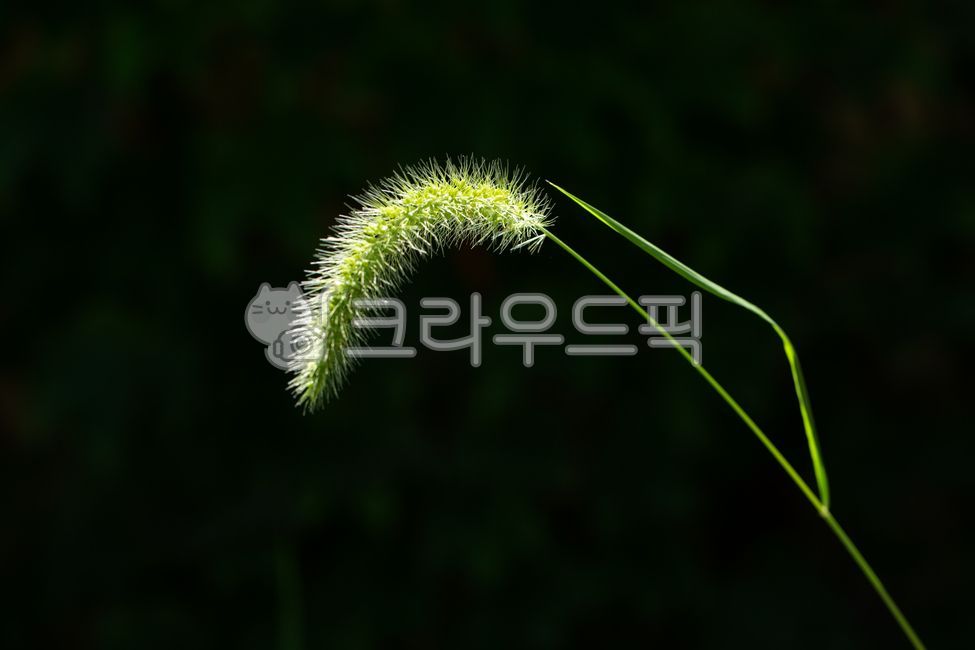 plant, 식물, 감성, 강아지풀, 풀, 사진,이미지,일러스트,캘리그라피 - 불새조작가