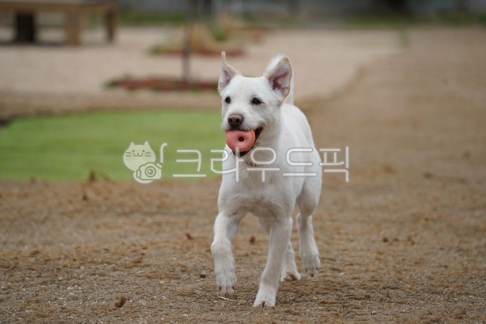 Dog,puppy,companion dog,mixed breed dog,Shih Tzu,mixed breed,pet,white dog,white puppy,white