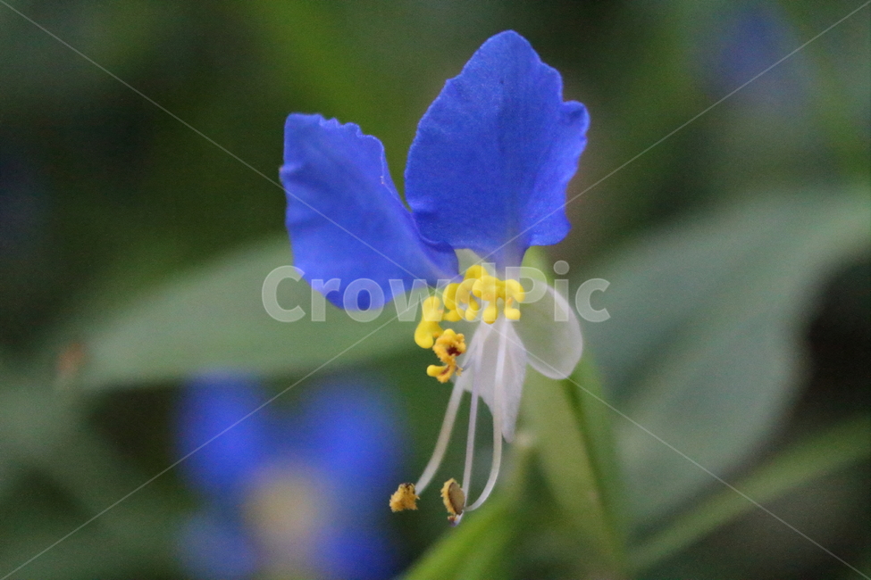 닭의장풀,꽃,식물,야생화,commondayflower,식물,자연,plants,nature,꽃,flower
