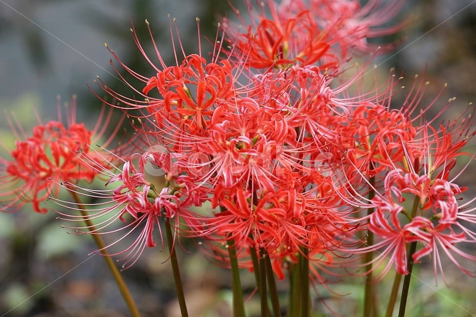 꽃,상사화,꽃무릇,자연,식물,가을,붉은꽃,red,fiower,nature,green,fall,식물,자연,plants,nature,꽃,flower
