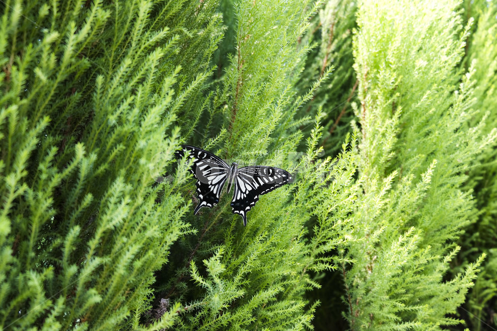 나비,자연,접사,butterfly,wings,nature,flying,season,6월,insect,곤충,jun