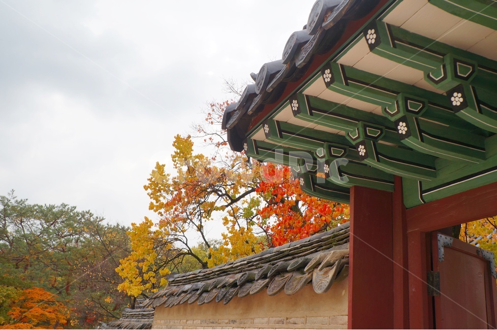 가을,단풍,고궁,창경궁,낙엽,기와,가을산책,고궁의가을,가을,계절,fall,autumn,season,한국전통,한국문화,korean traditional,korean culture,랜드마크,landmark,tourist attraction,한국랜드마크,한국관광지,한국명소,korea landmark,korea tourist attraction,건축물,건물외관,exterior,building,structure,architecture,construction