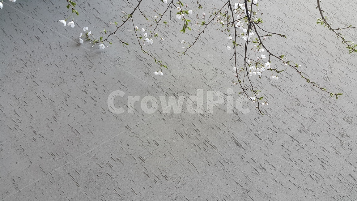 벚꽃,벚꽃나무,봄꽃,나무,식물,봄,계절,spring,season,자연,풍경,nature,landscape,식물,plants,꽃,flower