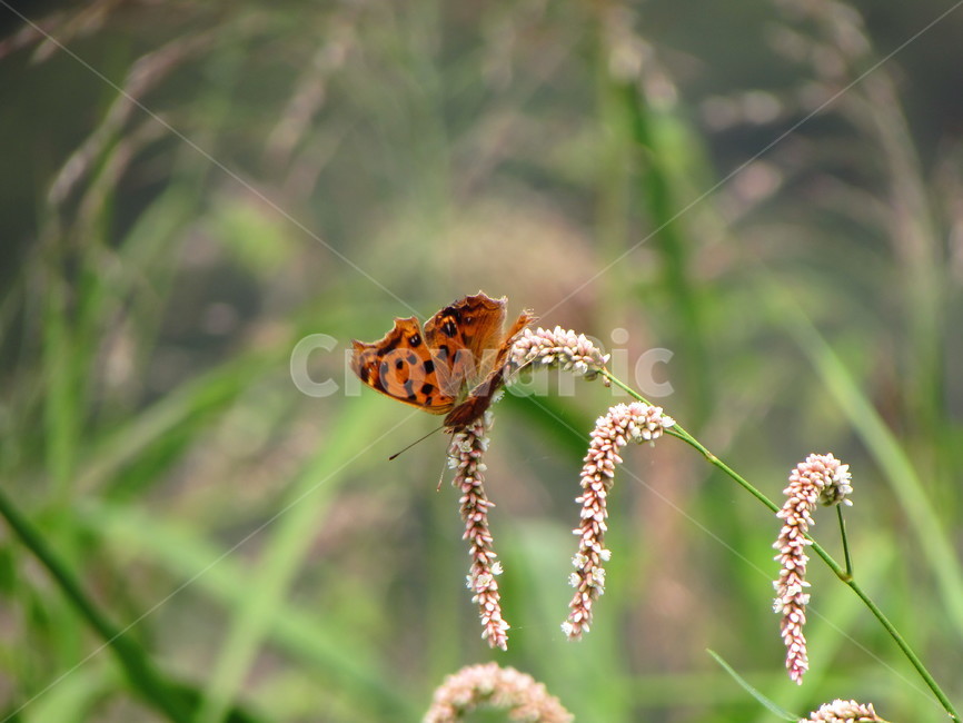 나비,곤충,식물,꽃,자연,butterfly,nature,plant,green,생태계,아웃포커스,동물,animal,곤충,벌레,insect,bug