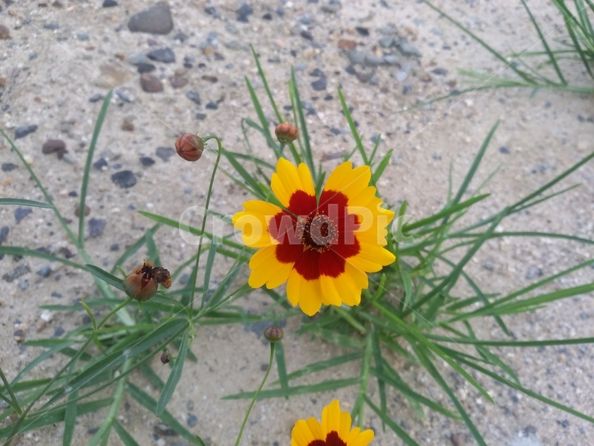 꽃,들꽃,식물,자연,생명력,나무